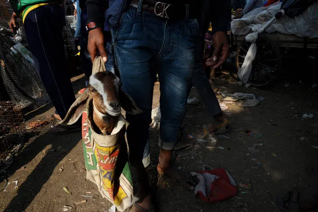 An Indian man carries a goat in a bag after purchasing it from a market in the old quarters of New Delhi on December 2, 2018. (Photo by Sajjad Hussain/AFP Photo)