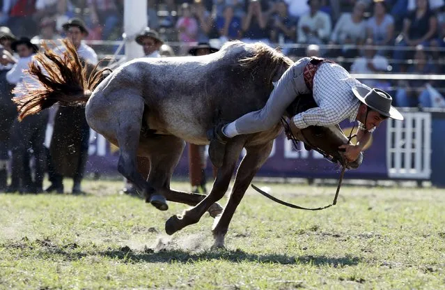 A gaucho is unseat by a wild horse during the annual celebration of Criolla Week in Montevideo, March 30, 2015. Throughout Easter Week, “gauchos”, the Latin American equivalent of the North American cowboy, from all over Uruguay and neighboring Argentina and Brazil will visit Montevideo to participate in the Criolla Week to win the best rider award. The competition is held from March 29 to April 5 this year. (Photo by Andres Stapff/Reuters)