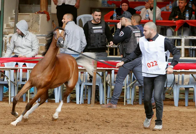 A Palestinian shows off a horse during a local championship for pure-bred Arabian horses in the West Bank city of Jericho December 2, 2016. (Photo by Abed Omar Qusini/Reuters)