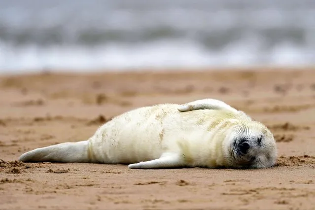 A newborn grey seal pup sleeps on the beach at Horsey in Norfolk on Wednesday November 8, 2023, as the pupping season begins at one the UK's most important sites for the mammals. Almost 4,000 baby seals were born on along the five-mile stretch of coast in Norfolk last year, making a record for the region. The seal population between Waxham and Winterton attracts thousands of visitors each winter as the young seals are weaned before re-entering the sea. (Photo by Joe Giddens/PA Images via Getty Images)