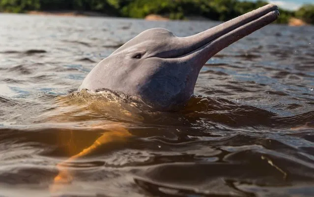 A pink dolphin waits for a feed by local people in the Negro river in Manaus, state of Amazonas, Brazil, on November 23, 2013. Manaus will host 4 matches during the FIFA World Cup 2014. (Photo by Yasuyoshi Chiba/AFP Photo)