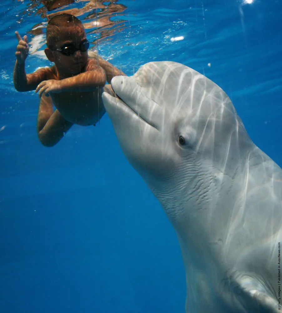 Four-year-old Chinese Boy Swims with Beluga Whale