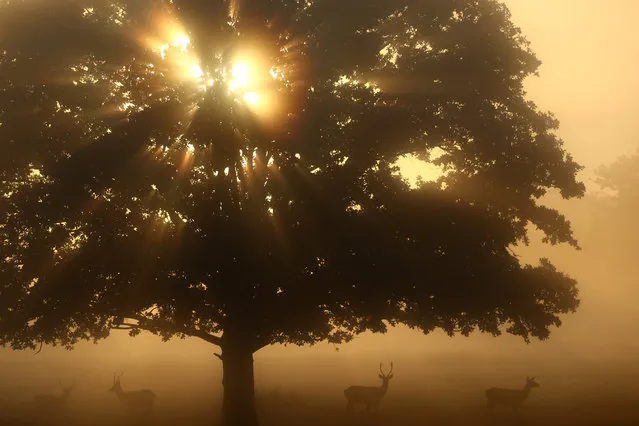 Deer are seen through early morning fog in Richmond Park, London, Britain on September 15, 2023. (Photo by Toby Melville/Reuters)