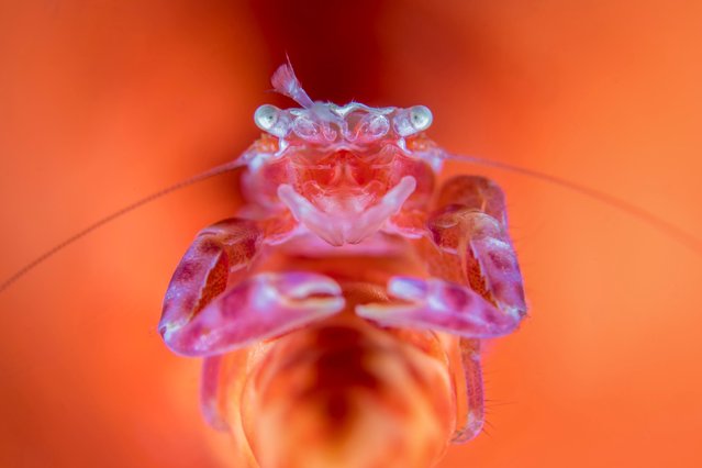 Supermacro, 2nd Place. “Porcelain Bloom”, Porcelain Crab in Anilao, Philippines. (Photo by Wayne Jones/The Ocean Art 2018 Underwater Photography Competition)