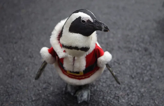A penguin dressed in a Santa costume is paraded at Everland, South Korea's largest amusement park on December 18, 2013 in Yongin, South Korea. (Photo by Chung Sung-Jun/Getty Images)