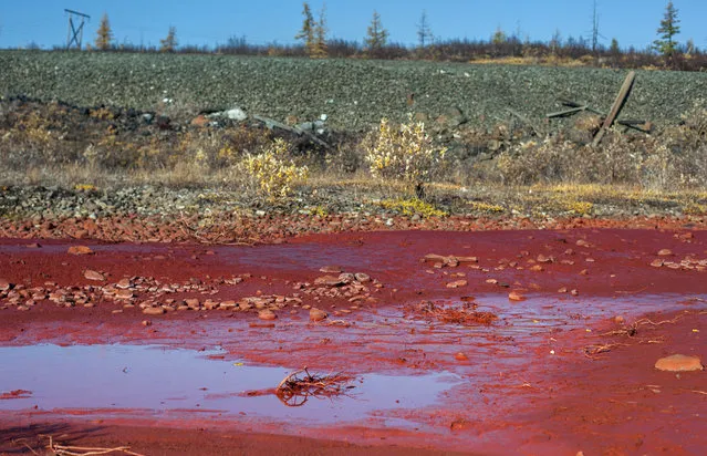 A picture taken on September 8, 2016 shows puddles of the bright red polluted water on the bank of the river Daldykan in the region of the city of Norilsk. Russia's environment ministry on September 7 ordered a probe into a possible industrial accident after a river in the far north of the country turned bright red. In a statement, the ministry said it had received complaints from local residents over “pollution of the river Daldykan in the region of the city of Norilsk by an unidentified chemical that turned the water a bright red colour”. “According to preliminary information the possible reason for the pollution of the river may be a breakage in a slurry pipe at a Norilsk Nickel plant”, it said. (Photo by HO/AFP Photo)
