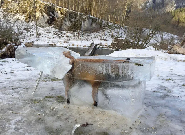 A block of ice containing a drowned fox who broke through the thin ice of the Danube river four days earlier sits on the bank of the Danube river in Fridingen, southern Germany, Friday, January 13, 2017. (Photo by Johannes Stehle/DPA via AP Photo)