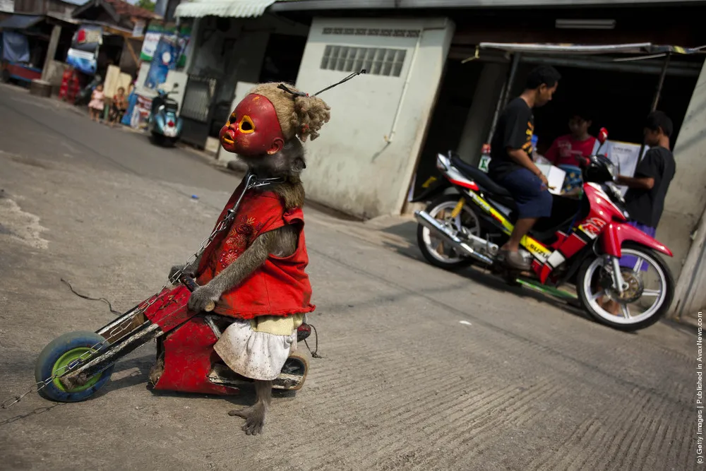 Topeng Monyet: The Masked Monkeys Of Indonesia