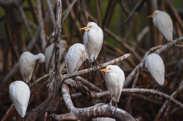 Egrets on branches amid Mangroves on UNESCO's World Heritage List in Saloum Delta, Senegal on January 03, 2024. (Photo by Cem Ozdel/Anadolu via Getty Images)