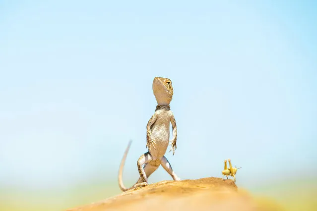 “The Dragon and The Hopper”. Eyrean earless dragon (Tympanocryptis tetraporophora) standing tall on a very hot rock in western Queensland. For a short time it was joined by a hopper, who jumped off before becoming lunch. (Photo by Harrison Warne/Nature Conservancy Australia 2021 Photo Contest)