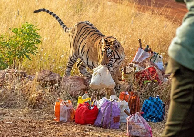 A Bengal tiger grabs a bag of food belonging to labourers at the Tadoba Andhari Tiger Reserve in Chandrapur, India in the first decade of February 2024. The workers were cutting the grass to avoid forest fires in the area. The wild feline, watched on by its family, later dropped the bag without any harm caused. (Photo by Jignesh Patel/Solent news)