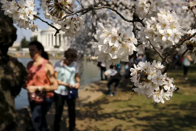 Visitors walk along the Tidal Basin to look at cherry blossoms in Washington March 24, 2016. (Photo by Jonathan Ernst/Reuters)