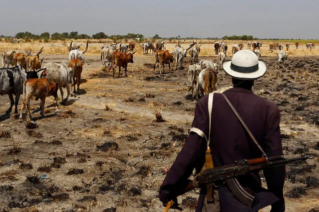An armed man herds his cattle close to the village of Nimini in northern South Sudan, February 8, 2017. (Photo by Siegfried Modola/Reuters)