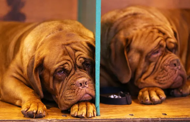 Two Dogue de Bordeaux relax after being shown on first day of Crufts dog show at the NEC on March 6, 2014 in Birmingham, England. Said to be the largest show of its kind in the world, the annual four-day event, features thousands of dogs, with competitors travelling from countries across the globe to take part. Crufts, which was first held in 1891 and sees thousands of dogs vie for the coveted title of “Best in Show”. (Photo by Matt Cardy/Getty Images)