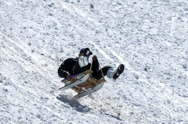 A man descends down on a slope on a sled at the Michlifen ski resort, in the Atlas Mountains near the Moroccan city of Ifrane 300 kms northeast of the capital Rabat, on February 28, 2024. (Photo by Fadel Senna/AFP Photo)