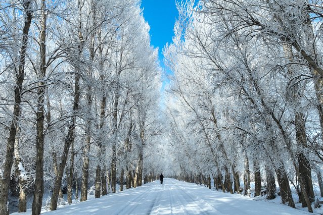 A person walks down a path lined with snow-covered trees in Jiuquan, in China's northwestern Gansu province on February 4, 2024. (Photo by AFP Photo/China Stringer Network)
