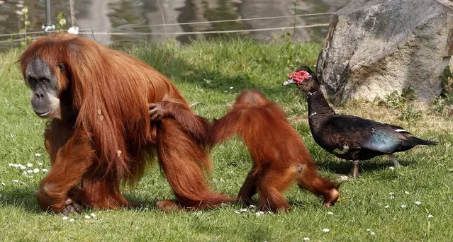 Orangutan baby Awang walks past a Muscovy duck with its mother Farida in the compound at the Zoom Erlebniswelt zoo in Gelsenkirchen, Germany, 03 April 2014. The Zoom Erlebniswelt zoo celebrates the start of the season. (Photo by Roland Weihrauch/EPA)