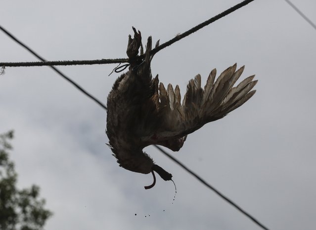 A decapitated rooster is pictured after its head was pulled off by a rider in a rooster run, during celebrations in honour of San Juan Bautista in San Juan de Oriente town, Nicaragua, June 26, 2015. (Photo by Oswaldo Rivas/Reuters)