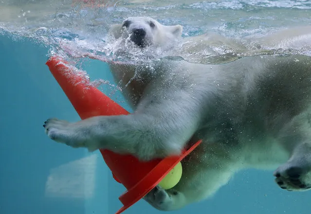 Young Polar bear Anori plays with his toys in the pool of their enclosure at the Zoo in Wuppertal, Germany, Wednesday, April 16, 2014 as spring weather arrives in Germany with temperatures up to 19 degrees Celsius (66 Fahrenheit) and continuous sunshine. (Photo by Frank Augstein/AP Photo)