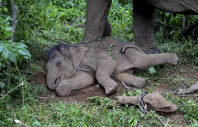 A sixteen days old elephant calf rests beneath her mother inside their enclosure at the Bannerghatta National Park, 25 kilometers (16 miles) south of Bangalore, India, Wednesday, July 1, 2015. (Photo by Aijaz Rahi/AP Photo)