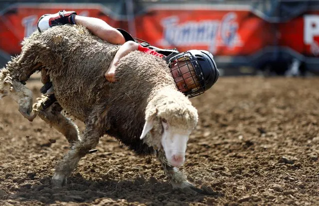 A boy competes in mutton busting at the Iowa State Fair in Des Moines, Iowa, U.S., August 13, 2019. (Photo by Eric Thayer/Reuters)