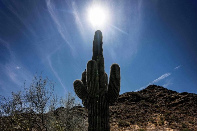 The sun shines through a saguaro cactus in Phoenix, Ariona, on June 7, 2024. Millions remain under heat alerts as Phoenix and Las Vegas break temperature records, with Phoenix reaching a sweltering 113 degrees Fahrenheit (45 Celsius) on June 6, 20245, beating the previous daily record for this time of year of 111 degrees (43.8 Celsius) set in 2016. (Photo by Jim Watson/AFP Photo)