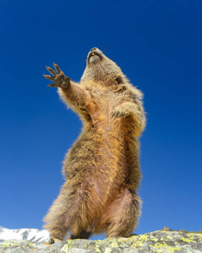 Comedy Wildlife Photography Awards 2019 Finalists