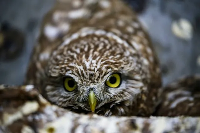 A little owl is seen in Diyarbakir, Turkiye on March 1, 2022. The little owl, whose left wing was crushed, is being treated at the Dicle Wildlife Rescue and Rehabilitation Center. The little owl will be released after its treatment. (Photo by Omer Yasin Ergin/Anadolu Agency via Getty Images)