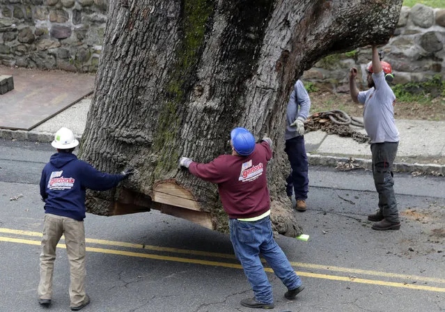 Crews guide the trunk of a 600 year old oak tree as it is moved by a crane during its removal, Wednesday, April 26, 2017, in Bernards, N.J. Crews completed taking down a 600-year-old white oak tree that's believed to be among the oldest in the nation after work was halted because of bad weather. (Photo by Julio Cortez/AP Photo)