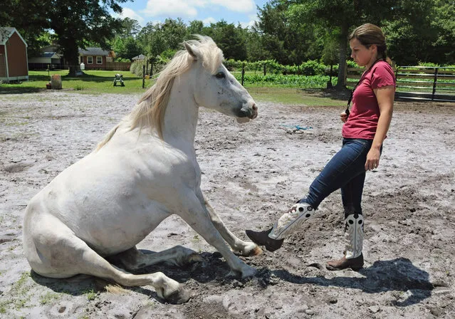 Lauryn Zepeda, one of the 10 horse trainers chosen to participate in LOPES Rescues competition, works with Gringo, a mustang, in Bolivia, N.C., Friday, May 216, 2014. Zepeda utilizes the clicker tool method that disciplines animals through positive reinforcement. (Photo by Mike Spencer/AP Photo/The Star-News)