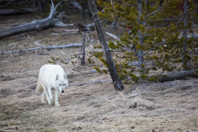 This undated US National Park Service handout photo obtained May 16, 2017 shows an Alpha female white wolf of the Canyon pack in Yellowstone National Park in Montana A conservation group on Monday more than doubled a reward for information on who was behind last month' s shooting of a rare white wolf at Yellowstone National Park .The severely injured female wolf dubbed “White Lady” was found by hikers on April 11, 2017 near Gardiner, Montana, and had to be euthanized. Park officials last week offered a reward of up to $5,000 for information on who shot the animal described as "one of the most recognizable wolves and sought after by visitors to view and photograph. (Photo by Neal Herbert/AFP Photo/US National Park Service)