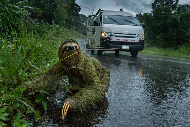 People and Nature category winner: Why did the sloth cross the road? by Andrew Whitworth (Osa Conservation and University of Glasgow), taken in Osa Peninsula, Costa Rica. “I was driving out from the Osa Peninsula, located on the southern Pacific coast of Costa Rica on a dark, stormy day. This female three-toed sloth (Bradypus variegatus) had luckily just about made it across the road, and the drivers of the Toyota on this occasion had spotted her in good time”. (Photo by Andrew Whitworth/2019 British Ecological Society Photography Competition)