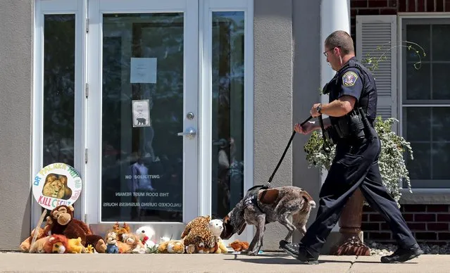 A K-9 Unit Bloomington Police dog sniffs at stuffed animals blocking the doorway of River Bluff Dental clinic in protest against the killing of a famous lion in Zimbabwe, in Bloomington, Minnesota July 29, 2015. (Photo by Eric Miller/Reuters)