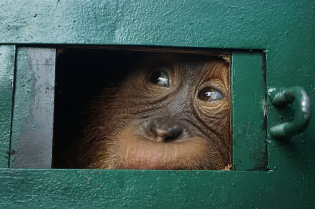 Orangutan Bon Bon looks out from inside a cage after arriving from Bali, at the Kualanamu airport in Deli Serdang in North Sumatra on December 17, 2019. A baby orangutan that was drugged by a Russian trafficker in a failed bid to smuggle it out of Bali will be released back into the wild. (Photo by Hendra Syamhari/AFP Photo)