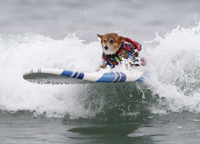 A corgi named Jojo catches a wave in the medium size dog competition during the 10th annual Petco Unleashed surfing dog contest at Imperial Beach, California August 1, 2015. (Photo by Mike Blake/Reuters)