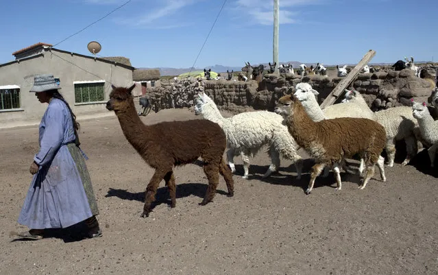 In this December 11, 2018 photo, shepherdess Genoveva Usnayo leads her llamas to a field to graze, on the outskirts of Santiago de Machaca, Bolivia. The decline in the traditional way of life in Bolivia's wetlands is noticeable, as young people leave behind ancestral customs in favor of taking a chance in the cities. “Now you just see elders and children herding the animals”, says anthropologist Carla Roda. (Photo by Juan Karita/AP Photo)