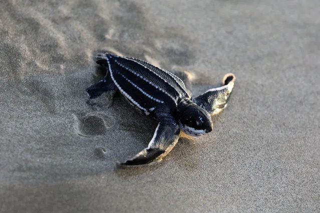 A Leatherback Sea Turtle (Dermochelys coriacea) moved towards the sea after been released, as part of turtle habitat conservation in Lhok Nga Beach, Aceh, Indonesia, 13 January 2020. Leatherback Sea Turtle is classified as a vulnerable species in Indonesia where Aceh coastline is one of the main spot for the turtle nests to lay their eggs. (Photo by Hotli Simanjuntak/EPA/EFE)