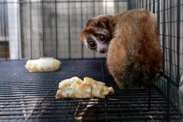 A Slow loris (Nycticebus Coucang) stays in a cage before geting a medical treatment at the Aceh Natural Resource Agency office, Banda Aceh, Indonesia, 30 January 2020. Indonesia has classified the Sunda slow loris as 'endangered' species as the species is greatly threatened by the pet trade. (Photo by Hotli Simanjuntak/EPA/EFE)