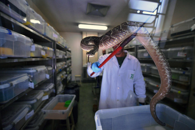 An expert holds a rattlesnake before extracting venom from it at the Butantan Institue -which supplies the Ministry of Health, with many snakes' venom for its ditribution countrywide- in Sao Paulo, Brazil, on November 12, 2019. In 2018 nearly 29,000 people were bitten by snakes in Brazil, of which over a hundred were killed. Most of the cases were in the vast and remote Amazon basin, far away from hospitals stocked with antivenom. (Photo by Carl de Souza/AFP Photo)