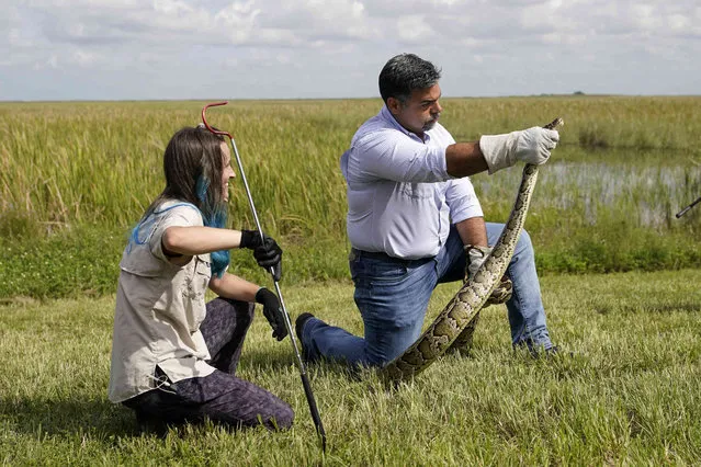 Florida State Rep. Alex Rizo, right, demonstrates the safe capture of a Burmese python at a media event where Florida Gov. Ron DeSantis announced that registration for the 2022 Florida Python Challenge has opened for the annual 10-day event to be held Aug 5-14, Thursday, June 16, 2022, in Miami. The Python Challenge is intended to engage the public in participating in Everglades conservation through invasive species removal of the Burmese python. At left is McCayla Spencer with the Florida Fish and Wildlife Conservation Commission (FWC). (Photo by Lynne Sladky/AP Photo)