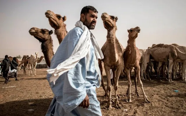 A camel seller is seen in the largest camel market in Nouakchott on January 18, 2020. A camel can be sold for around 550 euros and is used for its meat and milk. The milk is used to make camel cheese and yogurts. (Photo by John Wessels/AFP Photo)