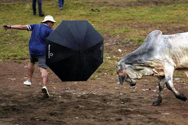A man with his umbrella runs away from a bull during the annual folk festival that celebrates the feast day of Our Lady of Mercedes in Guarare, Panama, Friday, September 27, 2024. (Photo by Matias Delacroix/AP Photo)