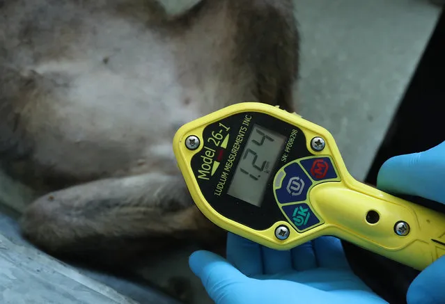 A “frisker” Geiger counter used to measure radiation shows a reading of 1240 counts, approximately 20 times higher than normal, on the paws of an anesthetized stray female dog at a makeshift veterinary clinic operated by The Dogs of Chernobyl initiative inside the Chernobyl exclusion zone on August 17, 2017 in Chornobyl, Ukraine. (Photo by Sean Gallup/Getty Images)