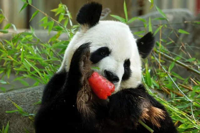A panda bear eats a watermelon ice-cream on a bamboo stick during the second heatwave of the year at the Zoo Aquarium in Madrid, Spain, July 13, 2022. (Photo by Susana Vera/Reuters)