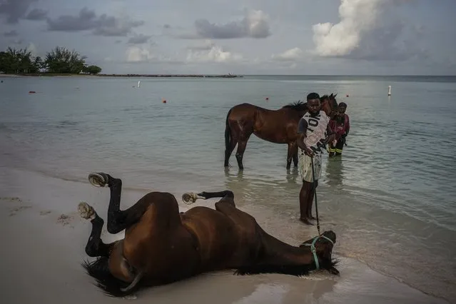 A horse from the Garrison Savannah Racetrack rolls on the beach off the Caribbean Sea during its daily swim and bath near Bridgetown, Barbados, early Monday, August 22, 2022. (Photo by Ramon Espinosa/AP Photo)