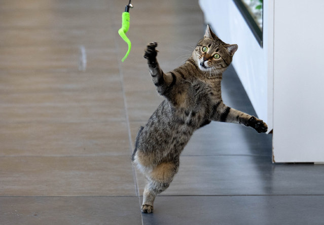 The three-legged cat “Tripod”, who has become the mascot of tradesmen with his energetic nature despite his disability and lives in a veterinary clinic, plays with a toy at the veterinary clinic where she lives in Ankara, Turkiye on January 09, 2025. The cat named Tripot, who was noticed struggling to survive with one of her legs seriously injured after being stuck in the engine of a car when she was only 2 months old, recovered in a short time and clung to life. (Photo by Didem Mente/Anadolu via Getty Images)