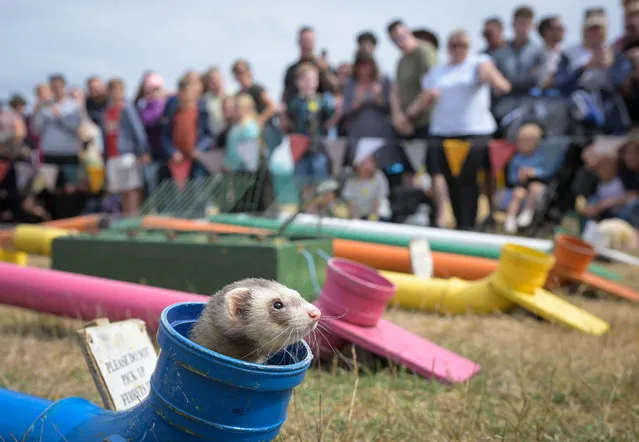 A ferret pops its head out of a tube during a ferret race at the Dorset County Show, on September 04, 2022 in Dorchester, England. The Dorset County Show's programme of events and attractions showcases excellence in local agriculture and rural life, including artisans, farmers and local producers. Organised by the Dorchester Agricultural Society (DAS) the show has been running for more than 180 years and attracts around 60,000 visitors. (Photo by Finnbarr Webster/Getty Images)