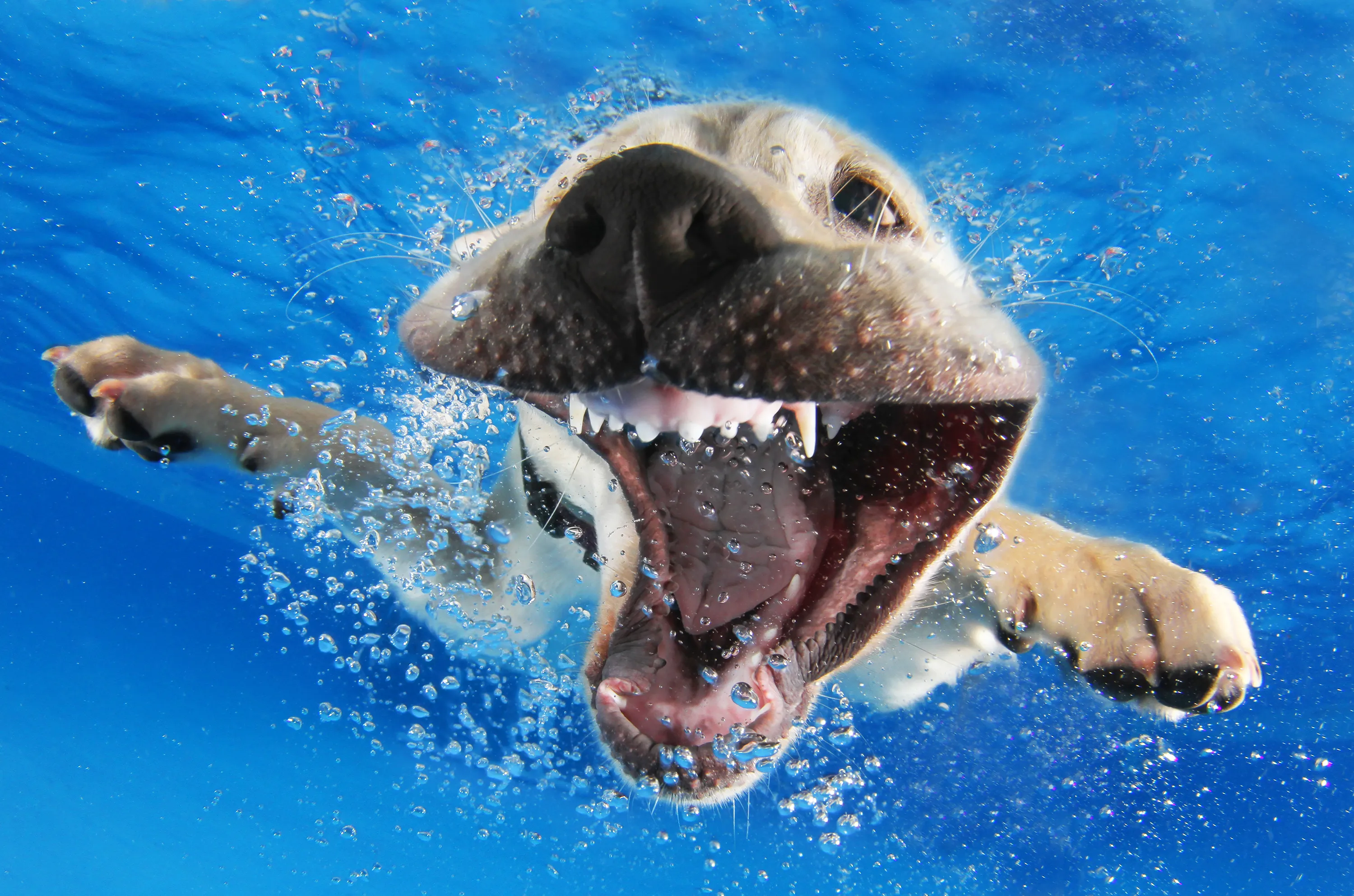 Swimming dog. Сет Кастил. Собаки под водой. Смешные собаки. Смешные животные в воде.