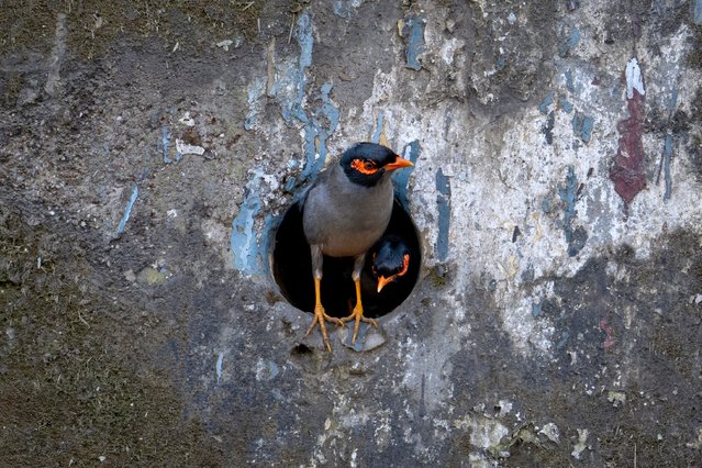 Bank mynas look out of a hole in the wall near the Pong wetland, which hosts thousands of migratory birds in winter months, in Nagrota Suriyan, Himachal Pradesh state, India, Thursday, January 23, 2025. (Photo by Ashwini Bhatia/AP Photo)