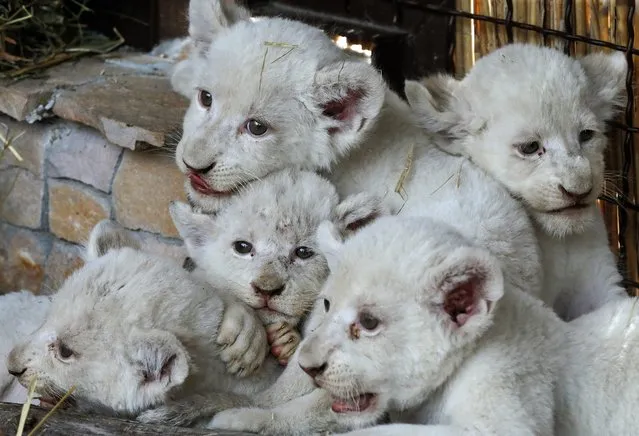 A litter of white lion cubs is presented in their enclosure in the “XII months” private zoo in the Demydiv village, about 50 kilometers north of Kiev, Ukraine, 11 August 2016. The five seven-week-old male baby-lions were born by Ivanna and Ludwig in June 2016 and weigh now between four to six kilograms each. The five lion cubs are a record number in one litter because usually it is not more than four. White lions are a rare color mutation among African Lions that occurs in nature as well. (Photo by Sergey Dolzhenko/EPA)